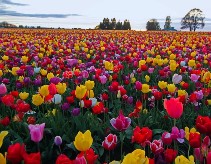 Tulips