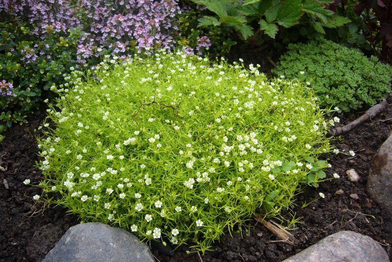 Irish Moss