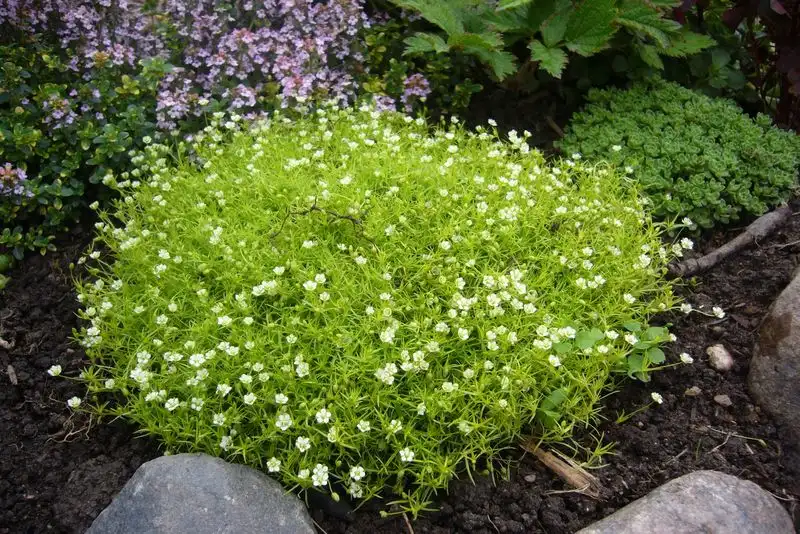 Irish Moss