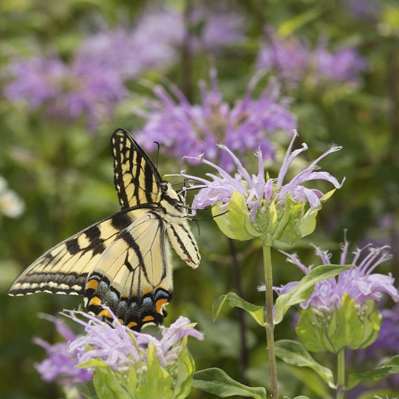 Wild Bergamot