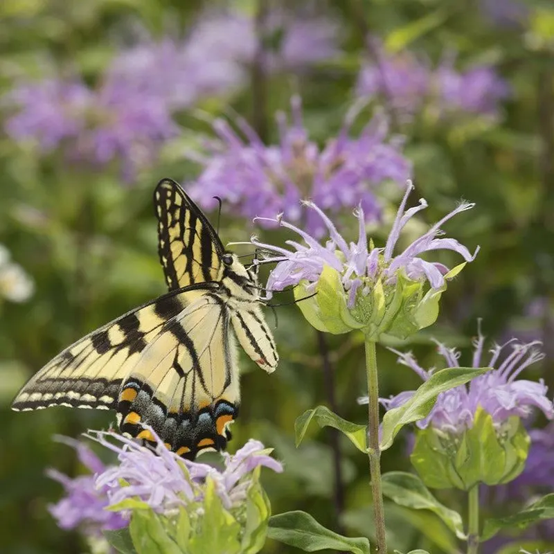 Wild Bergamot