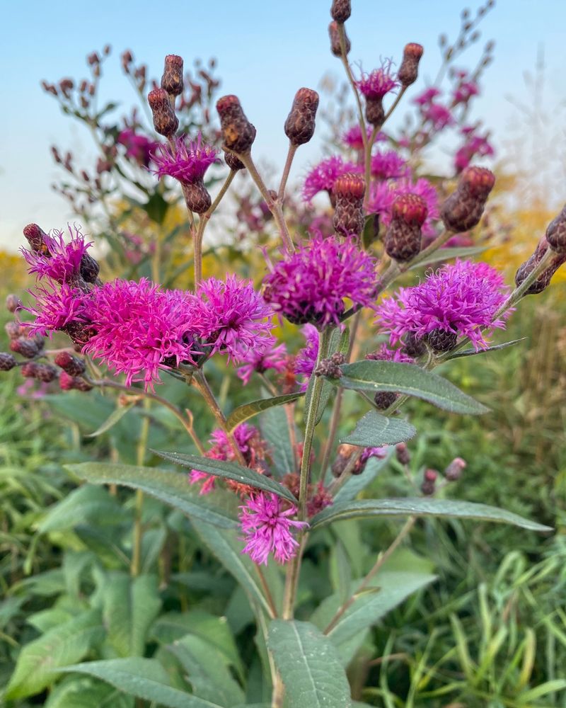 Ironweed
