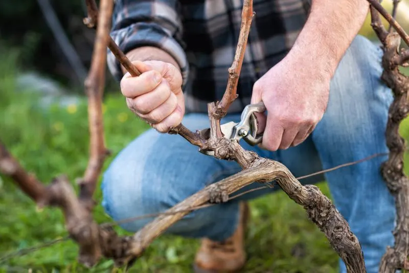 Pruning and Training