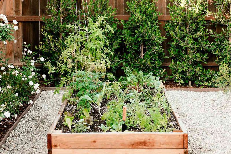 It's Too Late: Cool-Season Crops