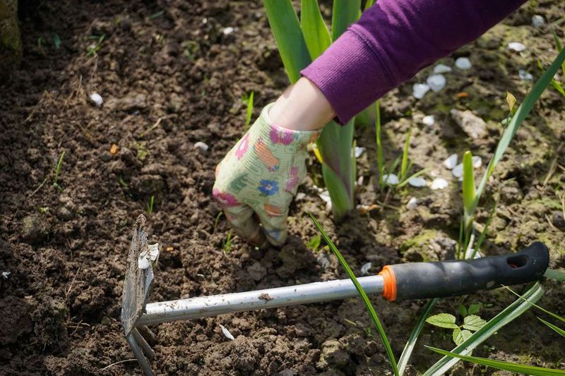 It's Too Late: Pre-Emergent Weed Control