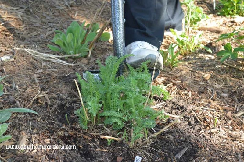 It's Too Late: Certain Perennial Transplants