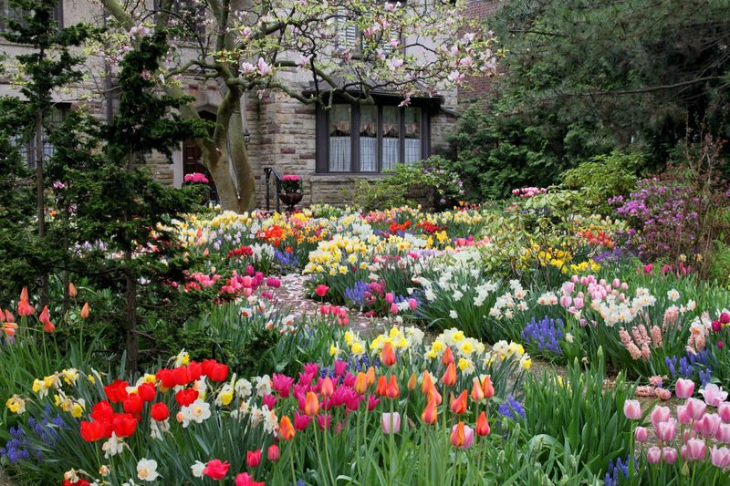 It's Too Late: Early Spring Bulbs