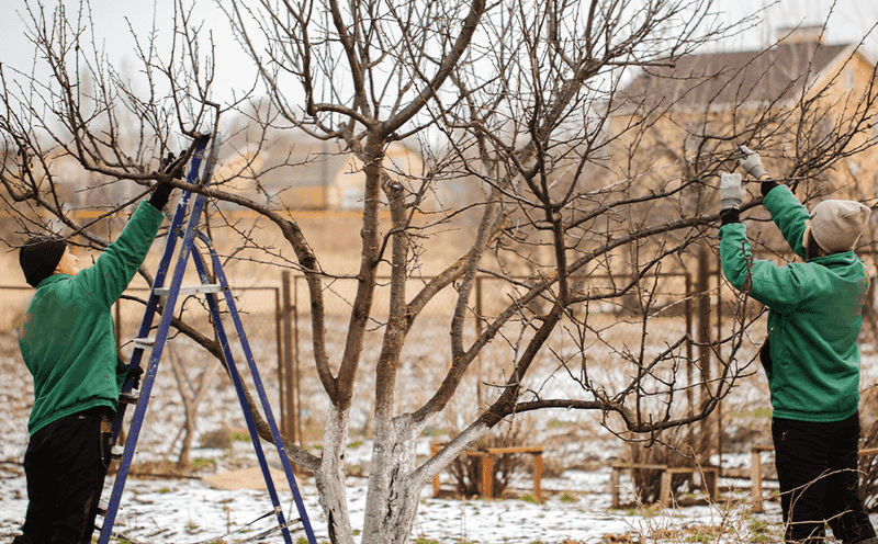 It's Too Late: Tree Pruning