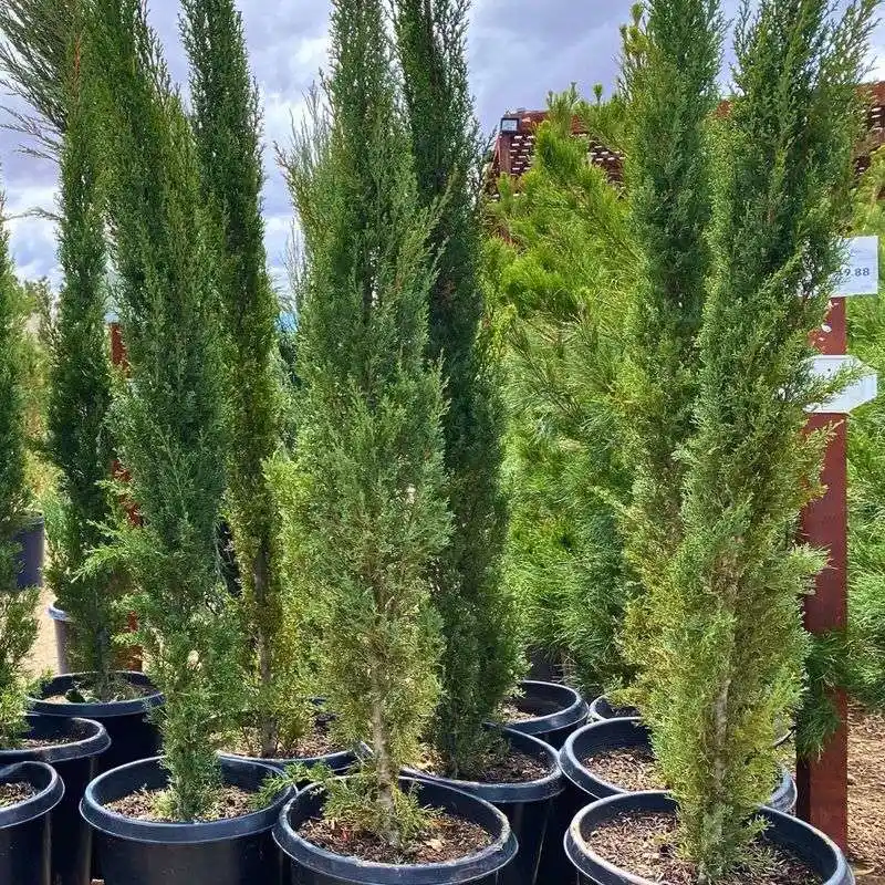 Italian Cypress