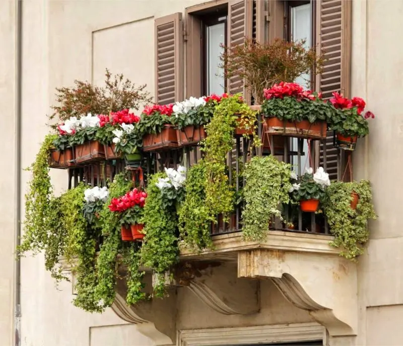 Ivy