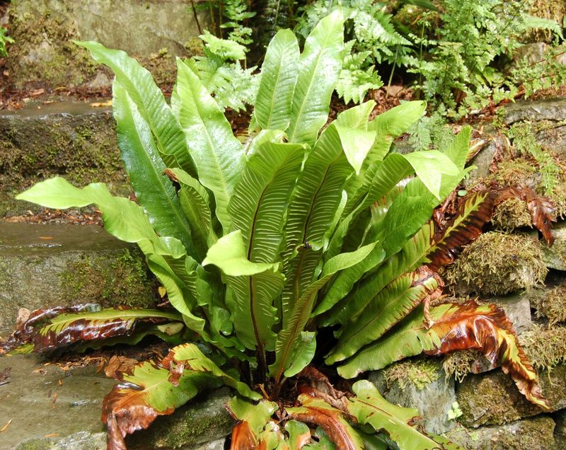 Hart's Tongue Fern