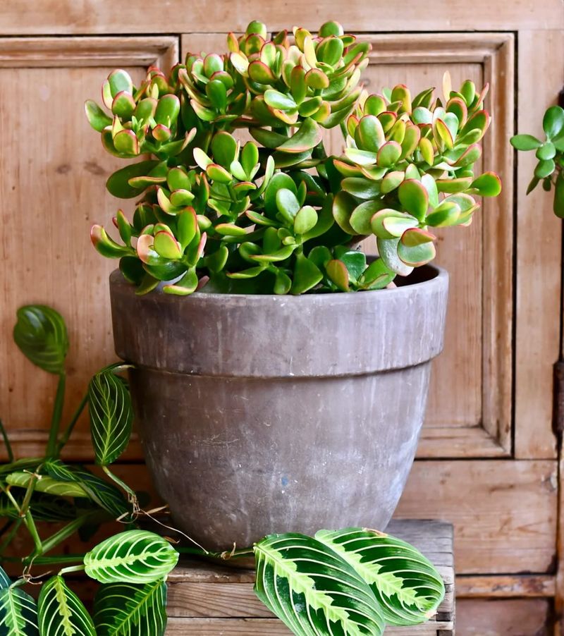 Jade Plant