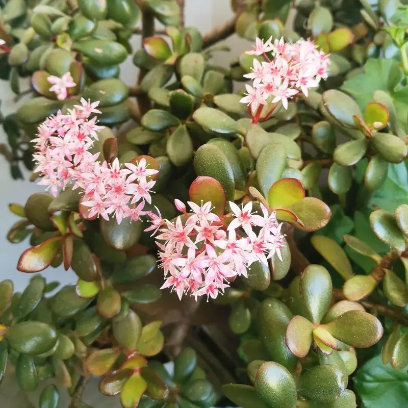 Jade Plant