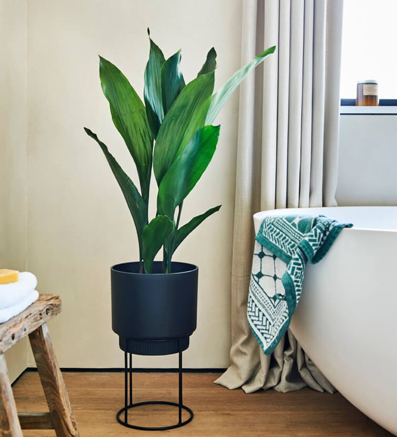 Cast Iron Plant