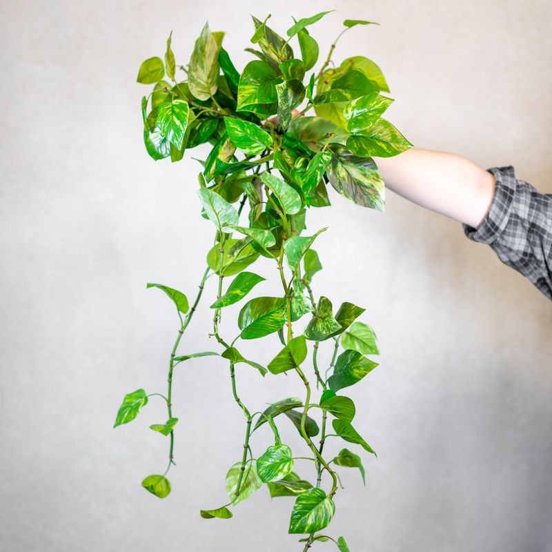 Pothos