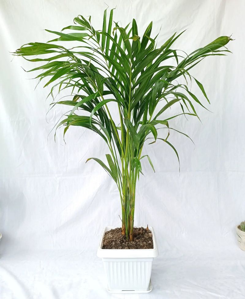 Areca Palm