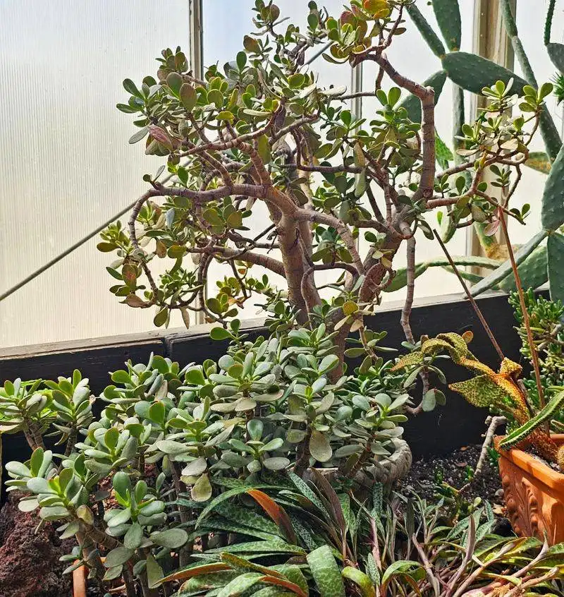 Jade Plant