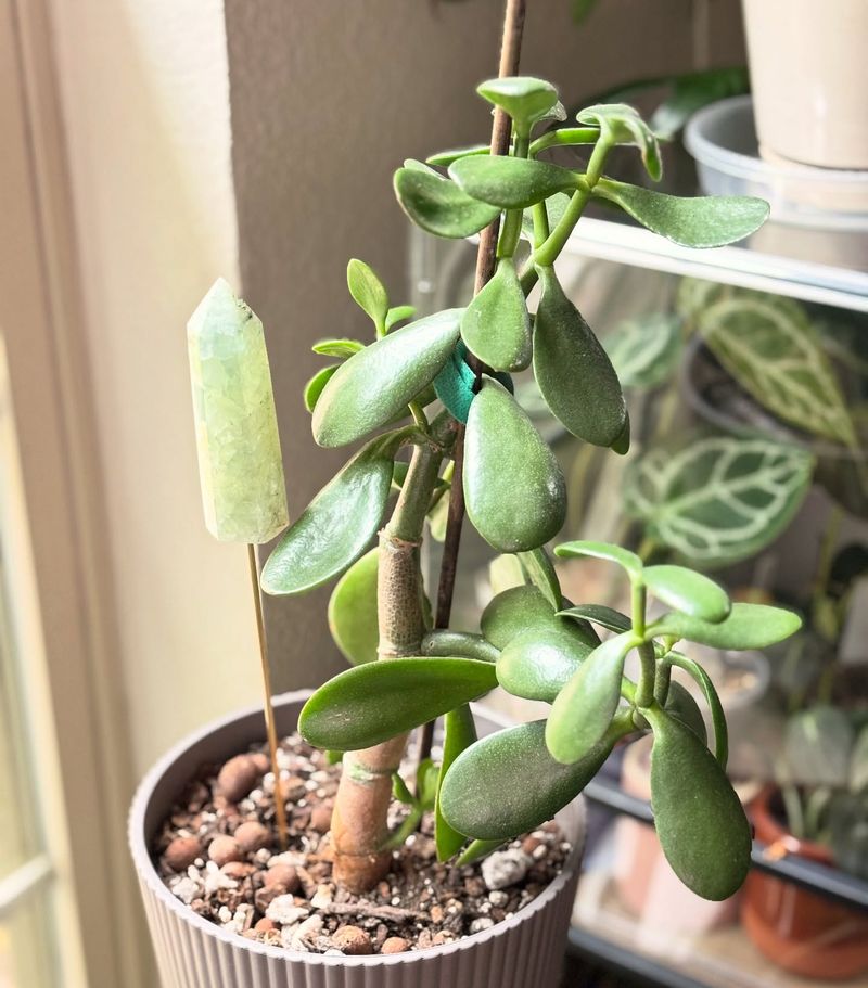 Jade Plant