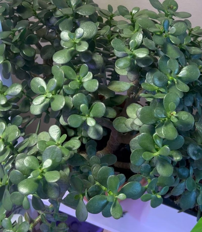 Jade Plant