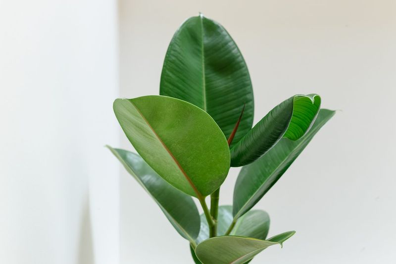Rubber Plant