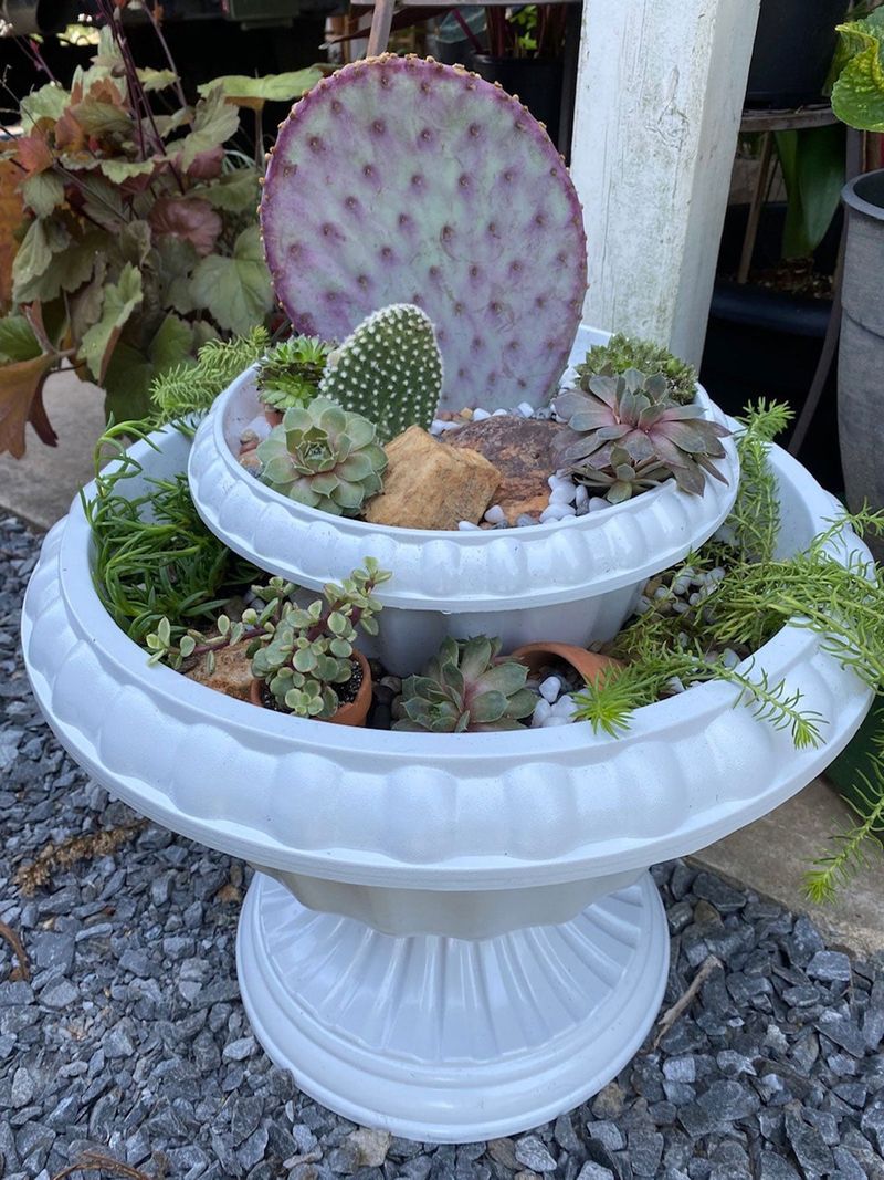 Cacti