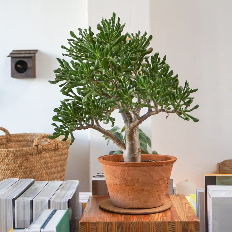 Jade Plant