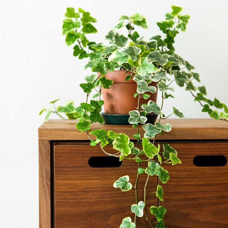 Bonsai Tree vs. Ivy Plant