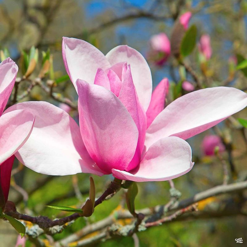 Jane Magnolia