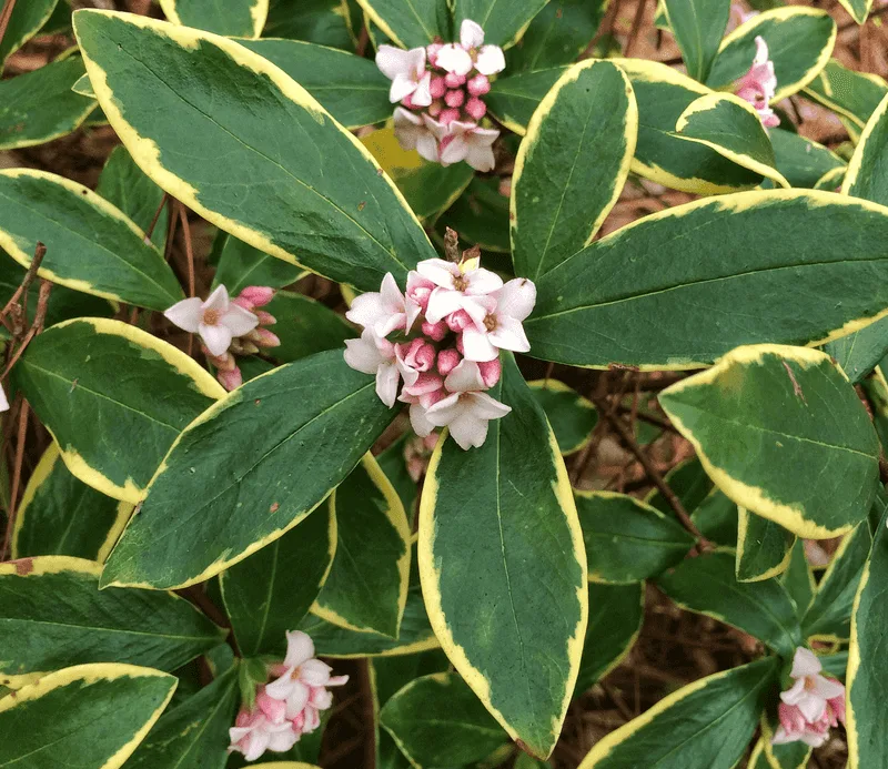 January: Winter Daphne