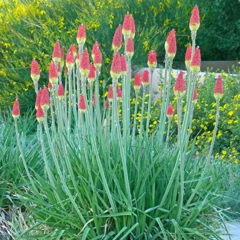 Red Hot Poker