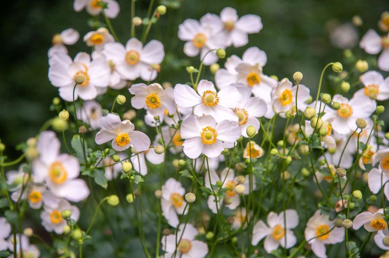 Japanese Anemone