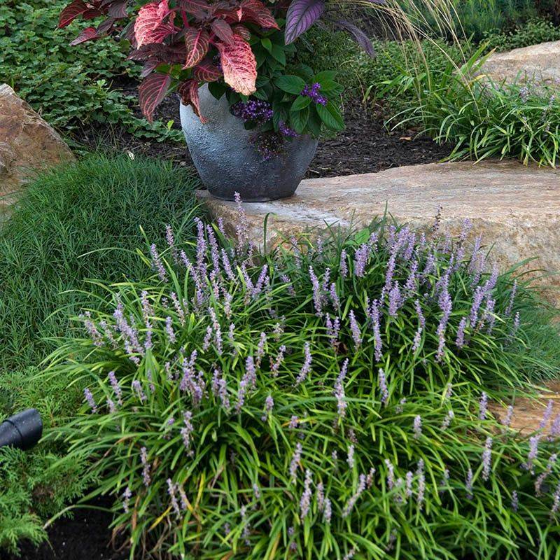 Liriope