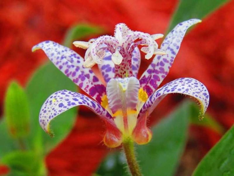 Toad Lily