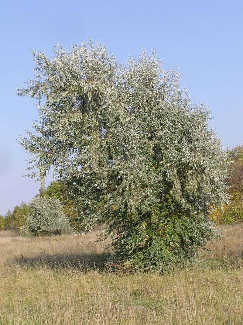 Russian Olive