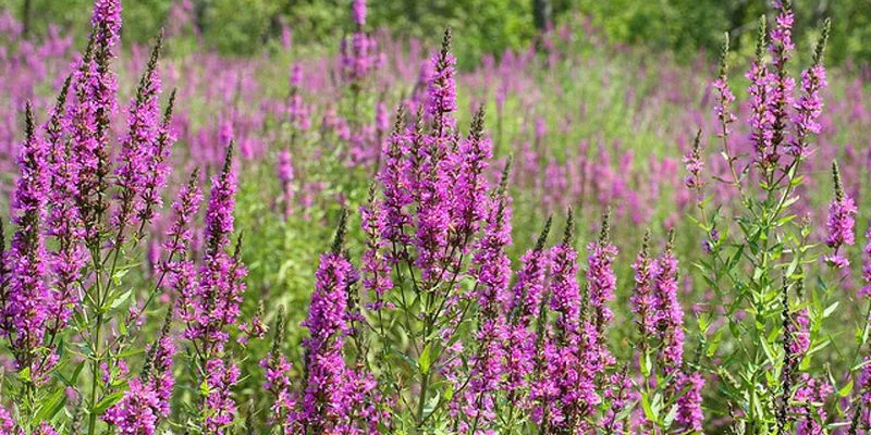 Purple Loosestrife