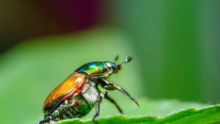 Japanese Beetles Are Coming—15 Ways to Stop the June Invasion