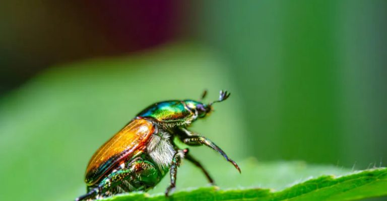 Japanese Beetles Are Coming—15 Ways to Stop the June Invasion