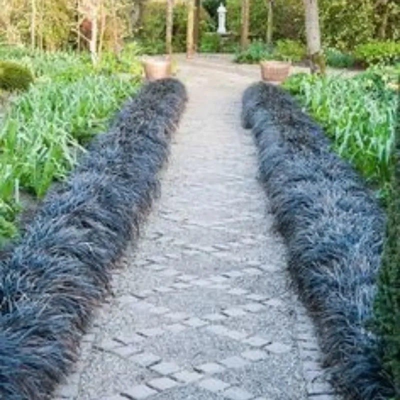 Black Mondo Grass