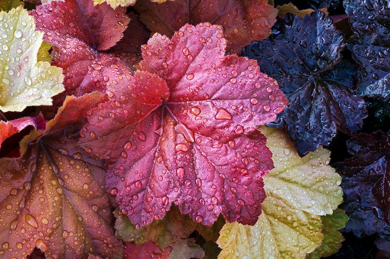Coral Bells