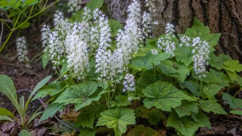 Tiarella