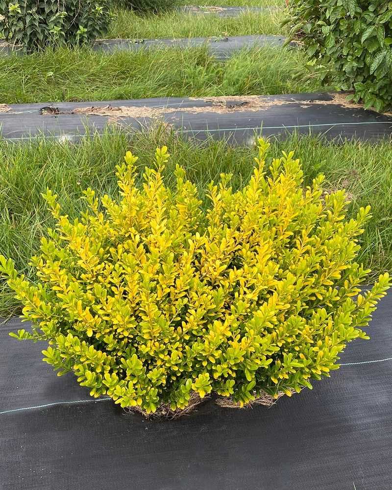 Japanese Holly