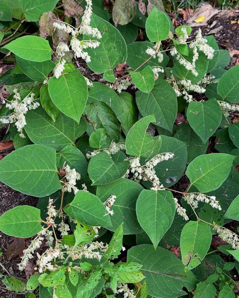 Japanese Knotweed