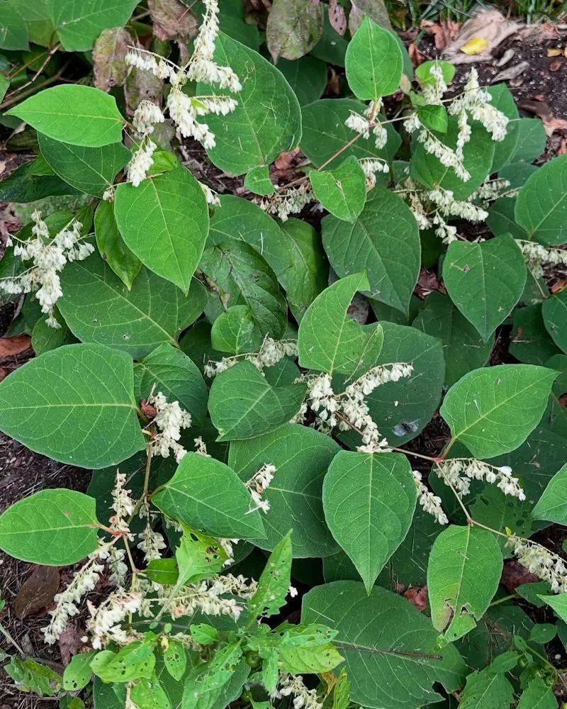 Japanese Knotweed