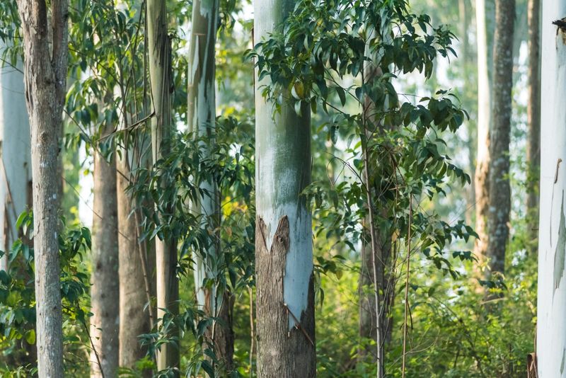 Eucalyptus