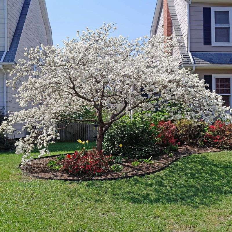 Dogwood