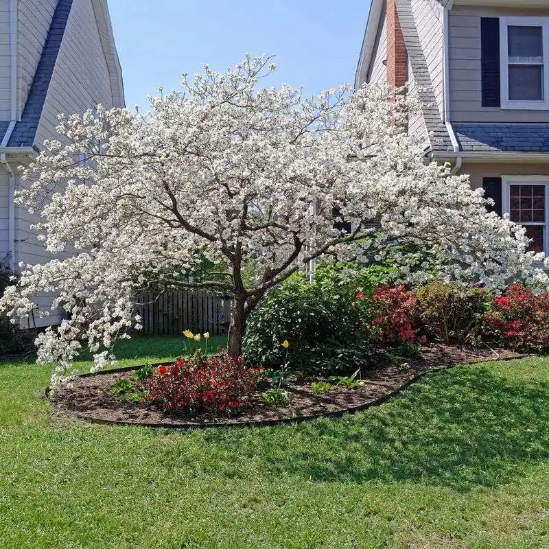 Dogwood
