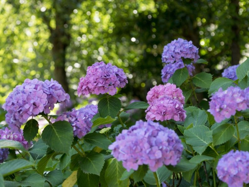 Hydrangea