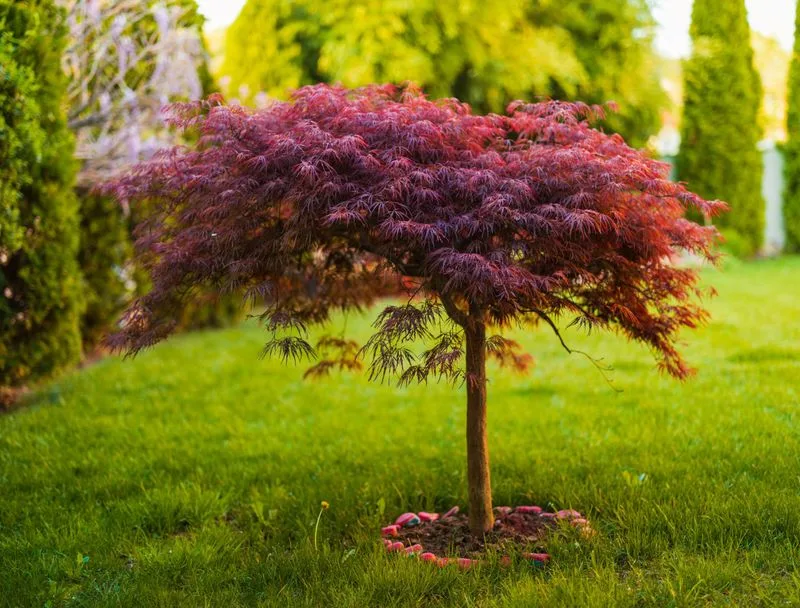 Japanese Maple