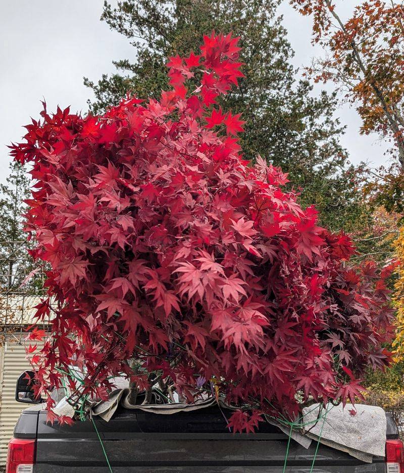 Japanese Maple