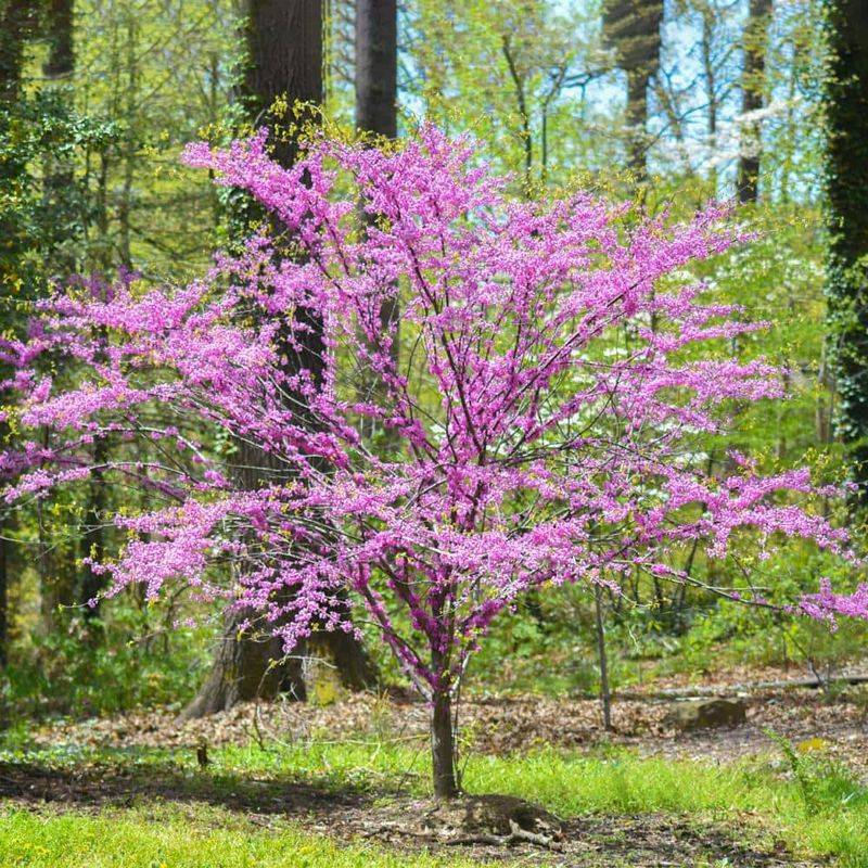 Eastern Redbud